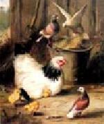 unknow artist Hen chicken and pigeon